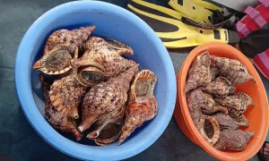 Phát hiện nhiều ốc tù và quý hiếm trong nhà hàng ở vịnh Nha Trang Phát hiện nhiều ốc tù và quý hiếm trong nhà hàng ở vịnh Nha Trang