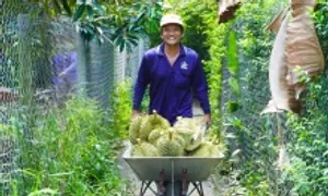 Trung Quốc sắp mở 'luồng xanh' cho nông sản Việt Nam Trung Quốc sắp mở 'luồng xanh' cho nông sản Việt Nam