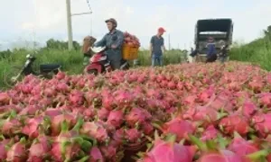 Thủ tướng yêu cầu không để ùn tắc nông sản tại cửa khẩu Thủ tướng yêu cầu không để ùn tắc nông sản tại cửa khẩu