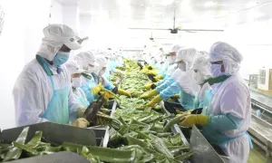 Một doanh nghiệp bán nha đam lãi gần 9 tỷ đồng mỗi tháng Một doanh nghiệp bán nha đam lãi gần 9 tỷ đồng mỗi tháng
