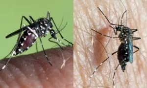 Muỗi gây sốt xuất huyết và Chikungunya sinh ra từ đâu?