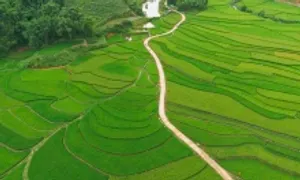 Đường cờ Tổ quốc uốn theo ruộng bậc thang hút khách check-in Đường cờ Tổ quốc uốn theo ruộng bậc thang hút khách check-in
