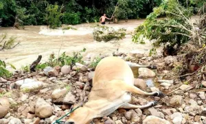 Hàng chục trâu, bò bị lũ cuốn ở Đăk Lăk