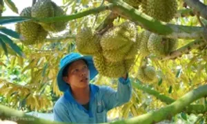 Xuất khẩu nông lâm thủy sản vượt 52 tỷ USD sau 9 tháng Xuất khẩu nông lâm thủy sản vượt 52 tỷ USD sau 9 tháng