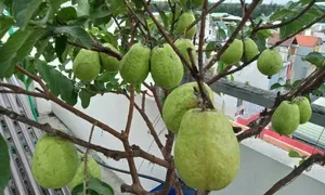 Ai nên hạn chế ăn ổi? Ai nên hạn chế ăn ổi?