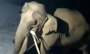 Voi rừng vào nhà dân tìm thức ăn